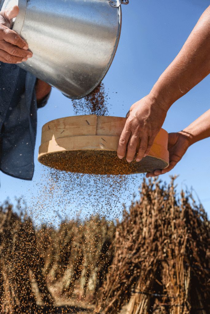 Anadolu'da doğal bulgur hasadı – Doyçi hammadde tedariki